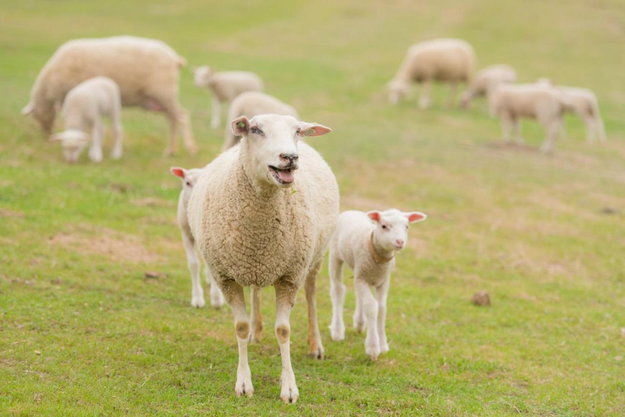 Reves De Moutons Hotell Paso Robles Exteriör bild