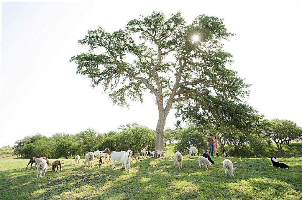 Reves De Moutons Hotell Paso Robles Exteriör bild