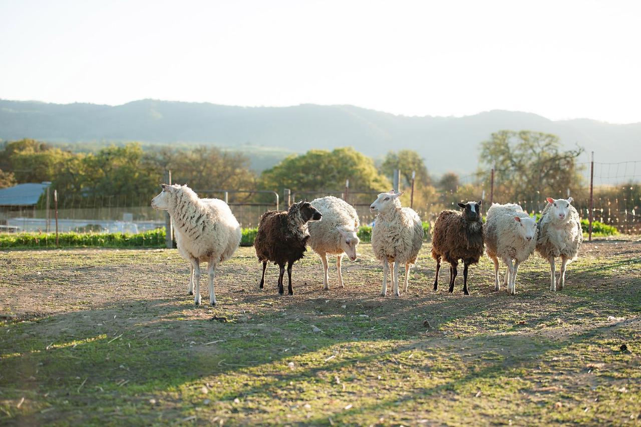 Reves De Moutons Hotell Paso Robles Exteriör bild
