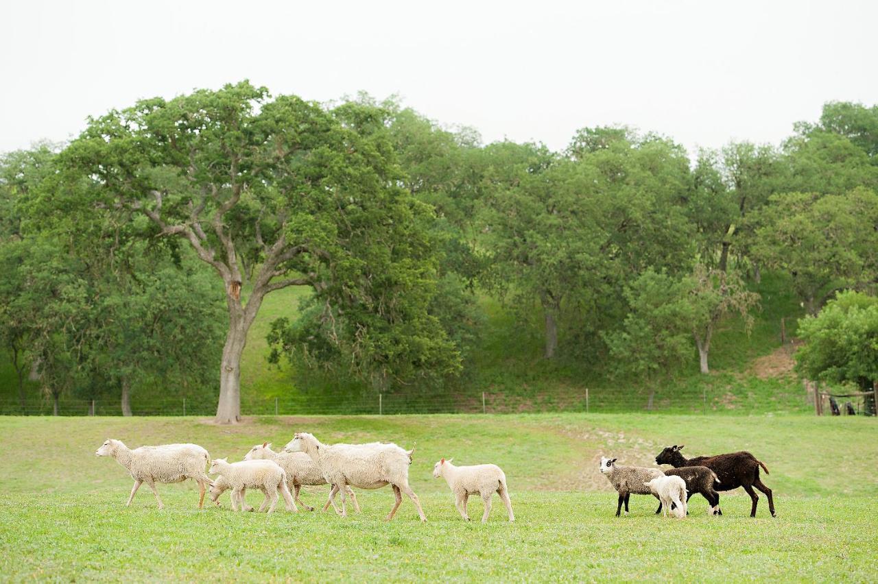 Reves De Moutons Hotell Paso Robles Exteriör bild