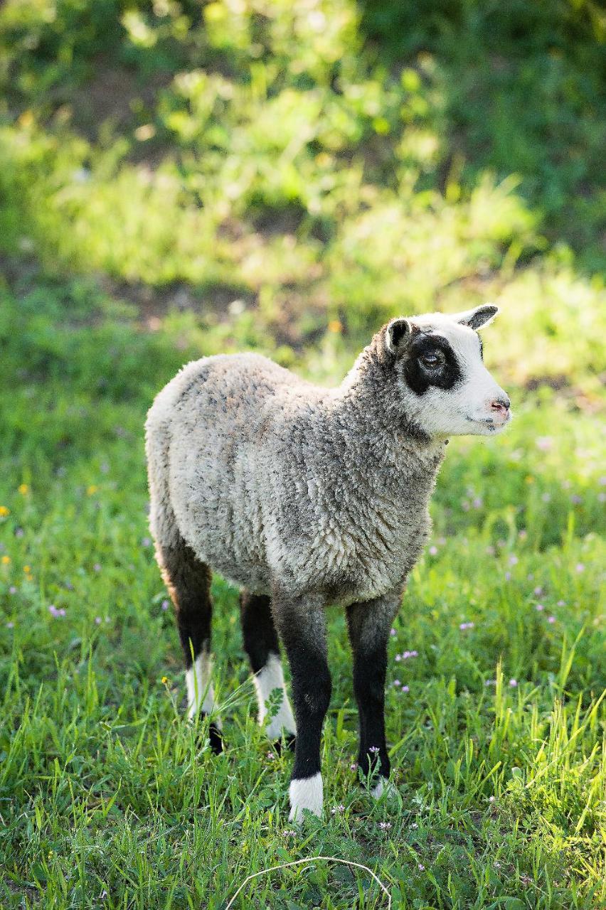 Reves De Moutons Hotell Paso Robles Exteriör bild