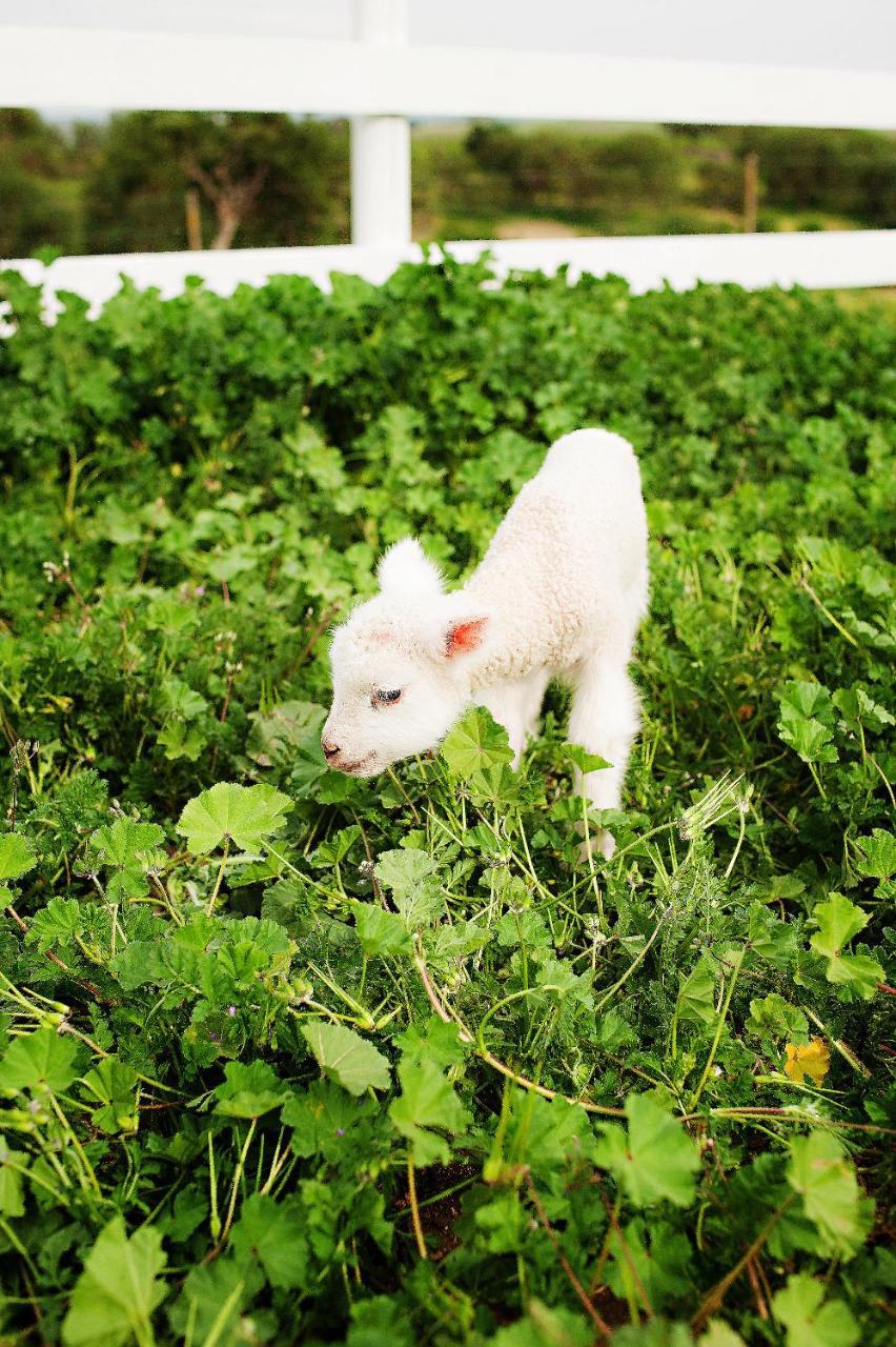 Reves De Moutons Hotell Paso Robles Exteriör bild