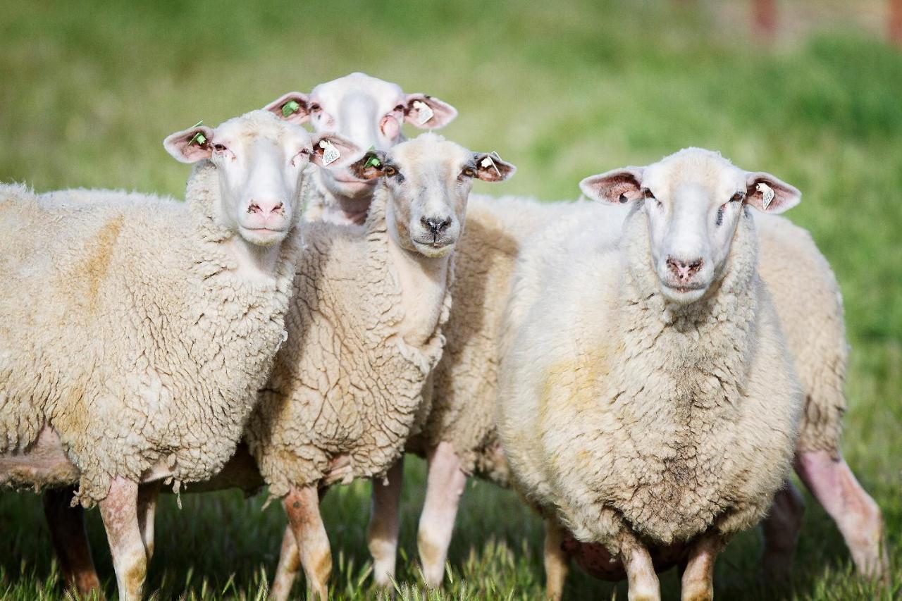 Reves De Moutons Hotell Paso Robles Exteriör bild