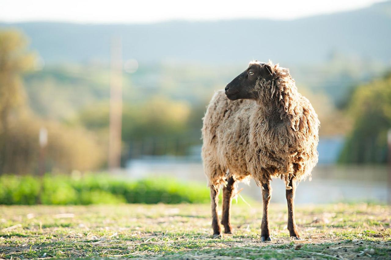 Reves De Moutons Hotell Paso Robles Exteriör bild