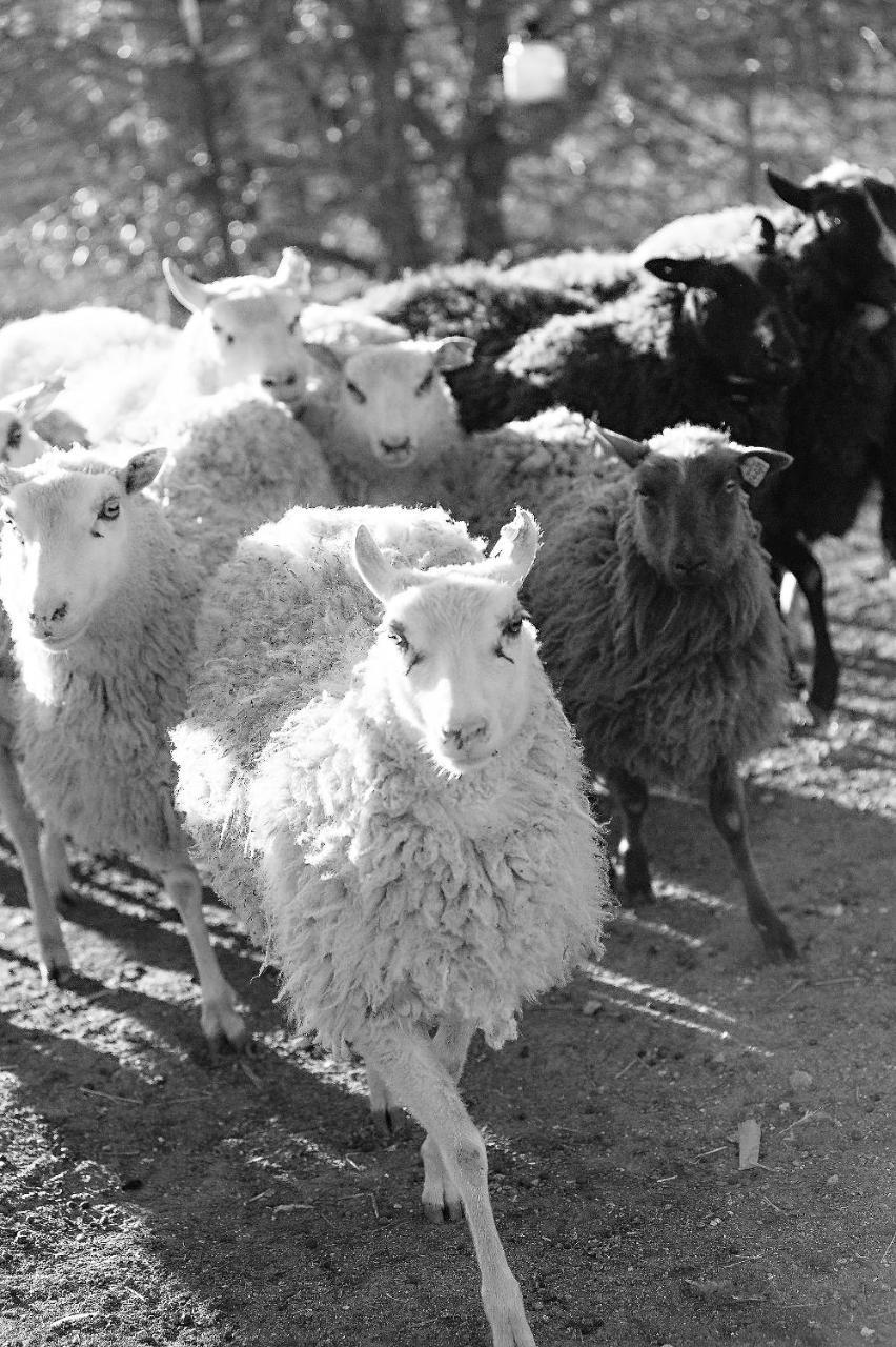 Reves De Moutons Hotell Paso Robles Exteriör bild
