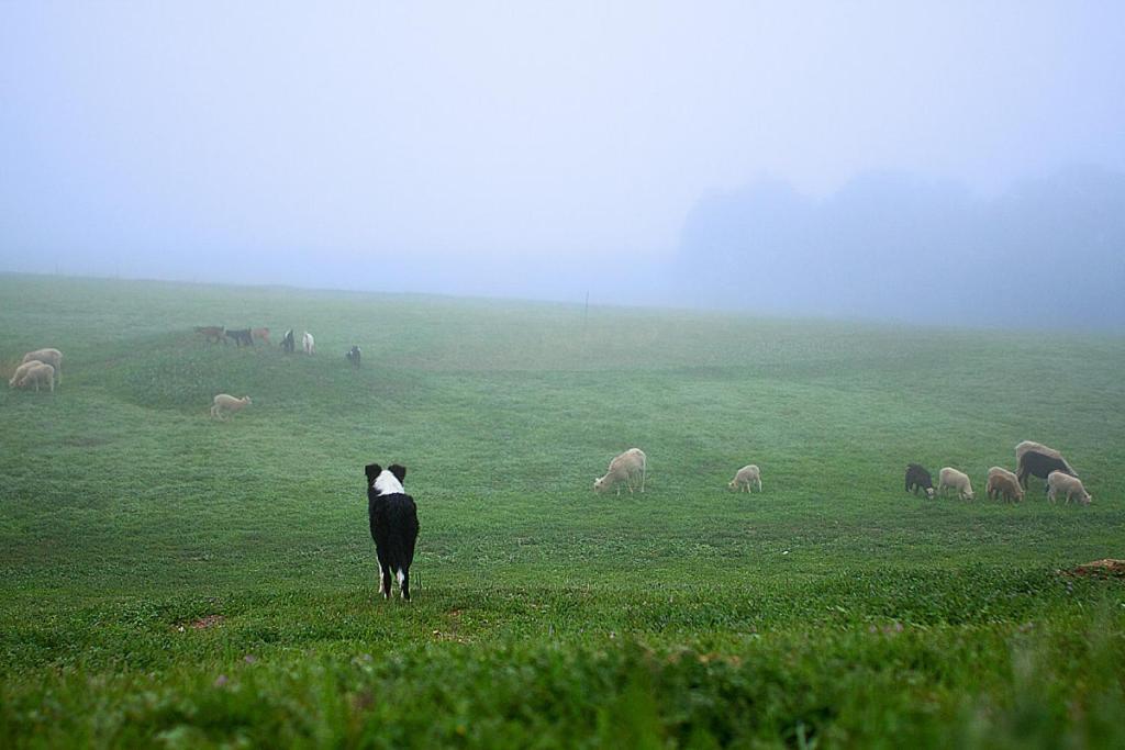 Reves De Moutons Hotell Paso Robles Exteriör bild