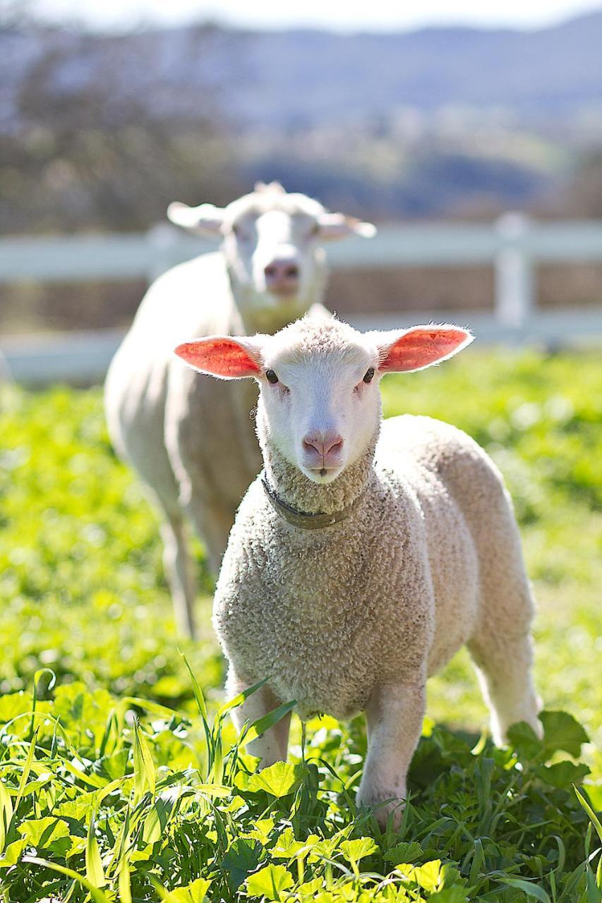 Reves De Moutons Hotell Paso Robles Exteriör bild