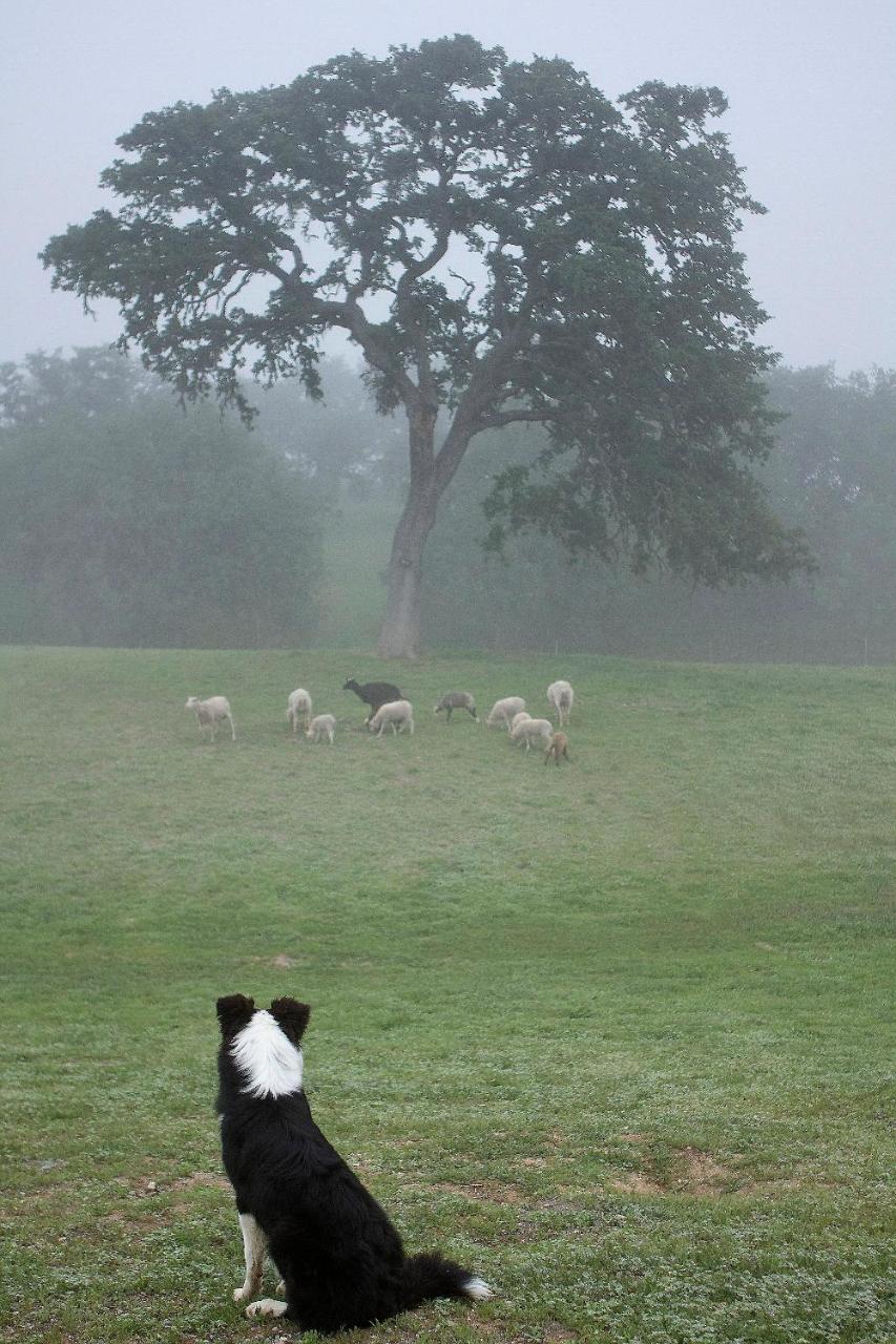 Reves De Moutons Hotell Paso Robles Exteriör bild